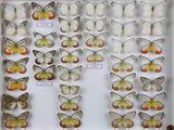 de nombreux papillons exposés dans une vitrine