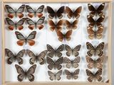 de nombreux types de papillons exposés dans un cadre en bois