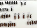 a lot of bugs that are on display in a box