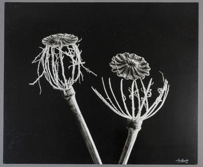 René BASSET (1919-2021) Pissenlits séchés, 1979