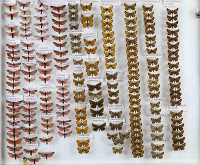 de nombreux types de papillons différents présentés dans une vitrine
