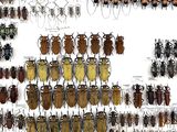 a lot of bugs that are on the wall together