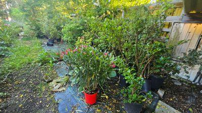 de nombreuses plantes en pot posées à même le sol dans le jardin