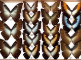 several butterflies are displayed in a wooden frame on a white surface
