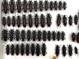 a lot of bugs that are hanging on the wall