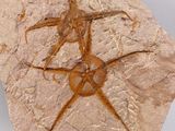 an image of a fossilized spider crawling on a rock