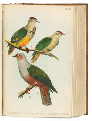 deux oiseaux perchés sur une branche d'arbre devant un livre ouvert