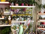 many potted plants on the shelves in the store
