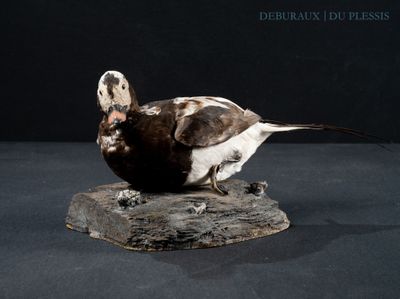 a bird that is sitting on top of a piece of wood