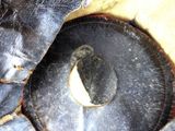 a close up of a pair of shoes with a hole in the sole