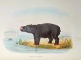 a drawing of a hippo standing on a hill by the water