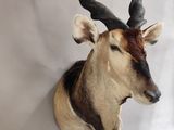 a antelope mounted on a wall in a room