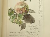 a picture of a book with a drawing of a peach on it