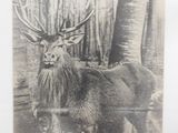 une vieille photo en noir et blanc représentant un cerf dans les bois