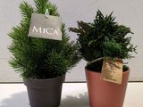 deux plantes en pot placées l'une à côté de l'autre