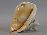 an image of a seashell on a white background