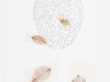 four different types of leaves on a white surface