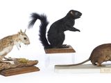 quatre types différents d'animaux en peluche exposés