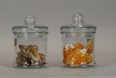 two glass jars with different types of shells in them