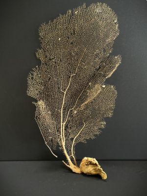 GORGONE blanche. H : 50 cm environ.