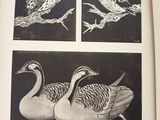 two pictures of birds that are in a book
