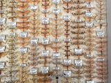 a wall with a lot of different types of insects on it