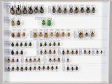 de nombreux insectes exposés dans un cadre blanc