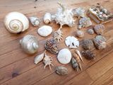 de nombreux coquillages sur le parquet de cette pièce