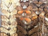 many different types of moths displayed in a display