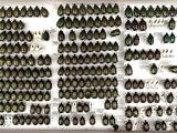 a lot of beetles that are on display in a display case
