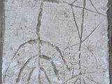 la photo d'une photo d'une plante sur un carrelage