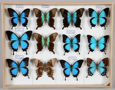 de nombreux papillons disposés dans un cadre en bois