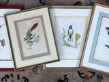 three framed pictures of birds on a table with a floral background