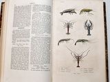 an open book with a picture of different types of insects