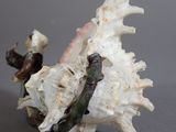 a close up of a sea shell on a gray surface