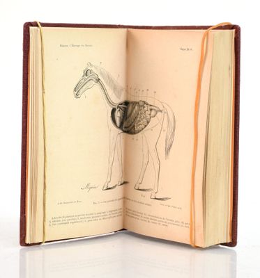 un livre ouvert sur lequel est dessiné une girafe