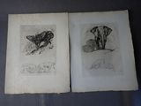 deux dessins d'animaux sur les pages d'un livre