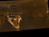 an image of a close up of a fish in a tank