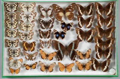 de nombreux types de papillons exposés dans une boîte