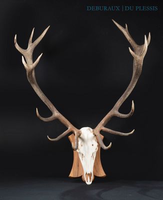 a close up of a deer ' s head with antlers on a black background