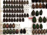 a lot of beetles that are on display on the wall
