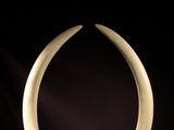 an elephant ' s tusks on a table with a black background