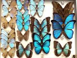 many blue and brown butterflies in a white box