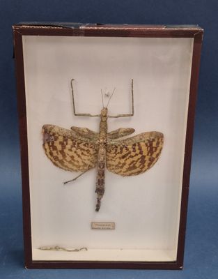 Phasma gigas (f « A - ») PNG 1 boite, dimensions : 39 x 26 c…