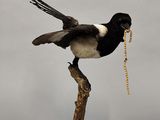 un oiseau perché sur une branche, tenant une chaîne dans son bec