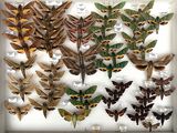a lot of moths that are in a white box