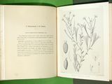 an open book with a drawing of a plant on it