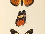 an old book with three different butterflies on it