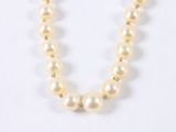 pearl necklace on a white background with a gold clasp
