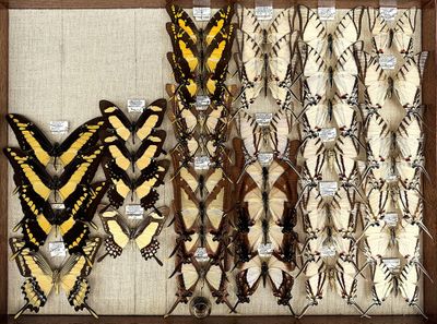 many different types of butterflies displayed in a wooden frame